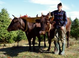 Oxen Powered Farm 